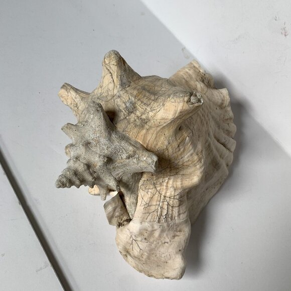 Large Conch Shell Unknown Type 8" - Picture 3 of 5
